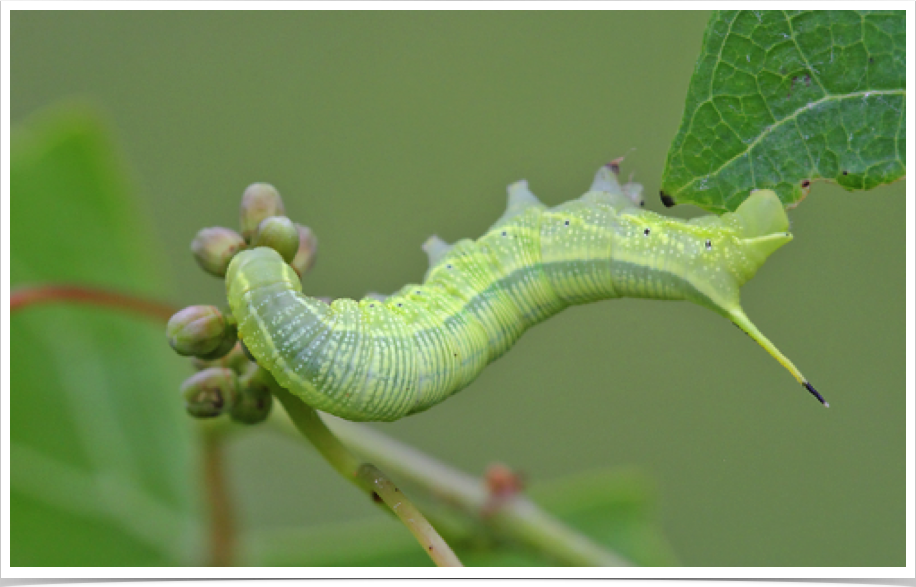 Deidamia inscripta
Lettered Sphinx
Cherokee County, Alabama